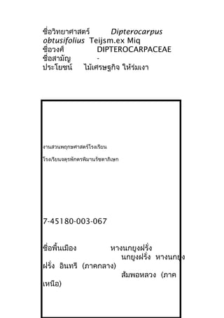ชื่อวิทยาศาสตร์ Dipterocarpus
obtusifolius Teijsm.ex Miq
ชื่อวงศ์ DIPTEROCARPACEAE
ชื่อสามัญ -
ประโยชน์ ไม้เศรษฐกิจ ให้ร่มเงา
งานสวนพฤกษศาสตร์โรงเรียน
โรงเรียนจตุรพักตรพิมานรัชดาภิเษก
7-45180-003-067
ชื่อพื้นเมือง หางนกยูงฝรั่ง
นกยูงฝรั่ง หางนกยูง
ฝรั่ง อินทรี (ภาคกลาง)
ส้มพอหลวง (ภาค
เหนือ)
 