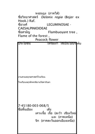 หงอนยูง (ภาคใต้)
ชื่อวิทยาศาสตร์ Delonix regia (Bojer ex
Hook.) Raf.
ชื่อวงศ์ LEGUMINOSAE -
CAESALPINIOIDEAE
ชื่อสามัญ Flambuoyant tree ,
Flame of the forest ,
Peacock flower
ประโยชน์ ให้ร่มเงา ใช้เป็นไม้ประดับ
งานสวนพฤกษศาสตร์โรงเรียน
โรงเรียนจตุรพักตรพิมานรัชดาภิเษก
7-45180-003-068/5
ชื่อพื้นเมือง เต็ง
เคาะเจื้อ เจื้อ (ละว้า เชียงใหม่)
แงะ (ภาคเหนือ)
จิก (ภาคตะวันออกเฉียงเหนือ)
 