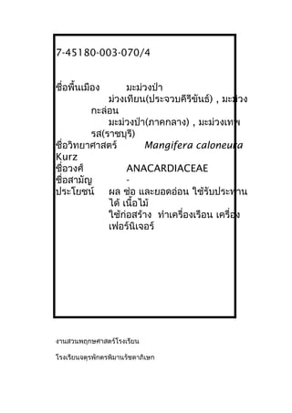7-45180-003-070/4
ชื่อพื้นเมือง มะม่วงป่า
ม่วงเทียน(ประจวบคีรีขันธ์) , มะม่วง
กะล่อน
มะม่วงป่า(ภาคกลาง) , มะม่วงเทพ
รส(ราชบุรี)
ชื่อวิทยาศาสตร์ Mangifera caloneura
Kurz
ชื่อวงศ์ ANACARDIACEAE
ชื่อสามัญ -
ประโยชน์ ผล ช่อ และยอดอ่อน ใช้รับประทาน
ได้ เนื้อไม้
ใช้ก่อสร้าง ทำาเครื่องเรือน เครื่อง
เฟอร์นิเจอร์
งานสวนพฤกษศาสตร์โรงเรียน
โรงเรียนจตุรพักตรพิมานรัชดาภิเษก
 