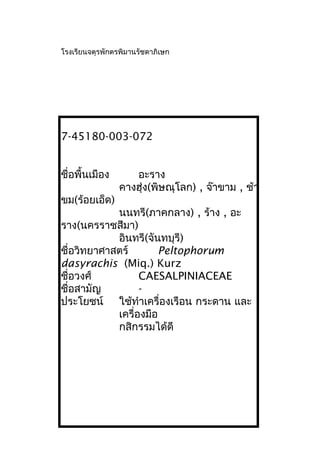 โรงเรียนจตุรพักตรพิมานรัชดาภิเษก
7-45180-003-072
ชื่อพื้นเมือง อะราง
คางฮุ่ง(พิษณุโลก) , จ๊าขาม , ช้า
ขม(ร้อยเอ็ด)
นนทรี(ภาคกลาง) , ร้าง , อะ
ราง(นครราชสีมา)
อินทรี(จันทบุรี)
ชื่อวิทยาศาสตร์ Peltophorum
dasyrachis (Miq.) Kurz
ชื่อวงศ์ CAESALPINIACEAE
ชื่อสามัญ -
ประโยชน์ ใช้ทำาเครื่องเรือน กระดาน และ
เครื่องมือ
กสิกรรมได้ดี
 