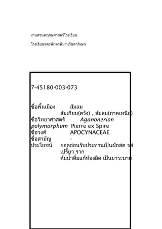 งานสวนพฤกษศาสตร์โรงเรียน
โรงเรียนจตุรพักตรพิมานรัชดาภิเษก
7-45180-003-073
ชื่อพื้นเมือง ส้มลม
ส้มเกียบ(ตรัง) , ส้มลม(ภาคเหนือ)
ชื่อวิทยาศาสตร์ Aganonerion
polymorphum Pierre ex Spire
ชื่อวงศ์ APOCYNACEAE
ชื่อสามัญ -
ประโยชน์ ยอดอ่อนรับประทานเป็นผักสด รส
เปรี้ยว ราก
ต้มนำ้าดื่มแก้ท้องอืด เป็นยาระบาย
 