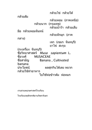 กล้วยไข่ กล้วยใต้
กล้วยส้ม
กล้วยหอม (ภาคเหนือ)
กล้วยนาก (กรุงเทพ)
กล้วยนำ้าว้า กล้วยเล็บ
มือ กล้วยหอมจันทน์
กล้วยหักมุก (ภาค
กลาง)
เจก (เขมร จันทบุรี)
ยาไข่ สะกุย
(กะเหรี่ยง จันทบุรี)
ชื่อวิทยาศาสตร์ Musa sapientum L.
ชื่อวงศ์ MUSACEAE
ชื่อสามัญ Banana , Cultivated
banana
ประโยชน์ ผลสุกกินได้เลย หยวก
กล้วยใช้ทำาอาหาร
ใบใช้ห่อข้าวต้ม ห่อหมก
งานสวนพฤกษศาสตร์โรงเรียน
โรงเรียนจตุพักตรพิมานรัชดาภิเษก
 