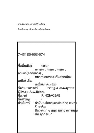 งานสวนพฤกษศาสตร์โรงเรียน
โรงเรียนจตุรพักตรพิมานรัชดาภิเษก
7-45180-003-074
ชื่อพื้นเมือง กระบก
กระบก , กะบก , จะบก ,
ตระบก(ภาคกลาง) ,
หมากบก(ภาคตะวันออกเฉียง
เหนือ) ,มื่น
มะมื่น(ภาคเหนือ)
ชื่อวิทยาศาสตร์ Irvingia malayana
Oliv.ex A.w.Benn.
ชื่อวงศ์ IRINGIACEAE
ชื่อสามัญ -
ประโยชน์ นำ้ามันเมล็ดกระบกช่วยบำารุงสมอง
รักษาริด
สีดวงจมูก ช่วยบรรเทาอาการหอบ
หืด ลุกกระบก
 