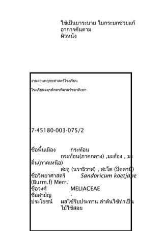 ใช้เป็นยาระบาย ใบกระบกช่วยแก้
อาการคันตาม
ผิวหนัง
งานสวนพฤกษศาสตร์โรงเรียน
โรงเรียนจตุรพักตรพิมานรัชดาภิเษก
7-45180-003-075/2
ชื่อพื้นเมือง กระท้อน
กระท้อน(ภาคกลาง) ,มะต้อง , มะ
ติ๋น(ภาคเหนือ)
สะตู (นราธิวาส) , สะโต (ปัตตานี)
ชื่อวิทยาศาสตร์ Sandoricum koetjape
(Burm.f) Merr.
ชื่อวงศ์ MELIACEAE
ชื่อสามัญ -
ประโยชน์ ผลใช้รับประทาน ลำาต้นใช้ทำาเป็น
ไม้ใช้สอย
 