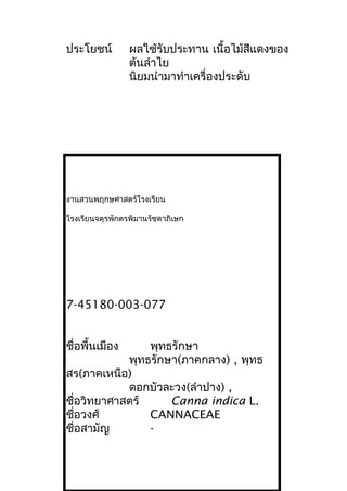 ประโยชน์ ผลใช้รับประทาน เนื้อไม้สีแดงของ
ต้นลำาไย
นิยมนำามาทำาเครื่องประดับ
งานสวนพฤกษศาสตร์โรงเรียน
โรงเรียนจตุรพักตรพิมานรัชดาภิเษก
7-45180-003-077
ชื่อพื้นเมือง พุทธรักษา
พุทธรักษา(ภาคกลาง) , พุทธ
สร(ภาคเหนือ)
ดอกบัวละวง(ลำาปาง) ,
ชื่อวิทยาศาสตร์ Canna indica L.
ชื่อวงศ์ CANNACEAE
ชื่อสามัญ -
 