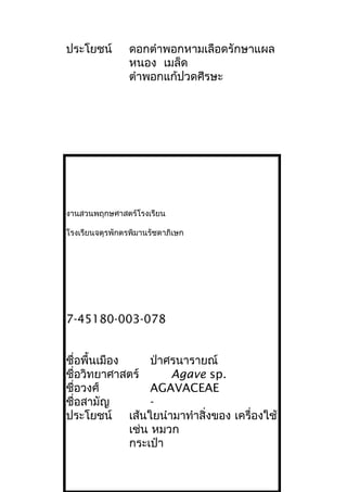 ประโยชน์ ดอกตำาพอกหามเลือดรักษาแผล
หนอง เมล็ด
ตำาพอกแก้ปวดศีรษะ
งานสวนพฤกษศาสตร์โรงเรียน
โรงเรียนจตุรพักตรพิมานรัชดาภิเษก
7-45180-003-078
ชื่อพื้นเมือง ป่าศรนารายณ์
ชื่อวิทยาศาสตร์ Agave sp.
ชื่อวงศ์ AGAVACEAE
ชื่อสามัญ -
ประโยชน์ เส้นใยนำามาทำาสิ่งของ เครื่องใช้
เช่น หมวก
กระเป๋า
 