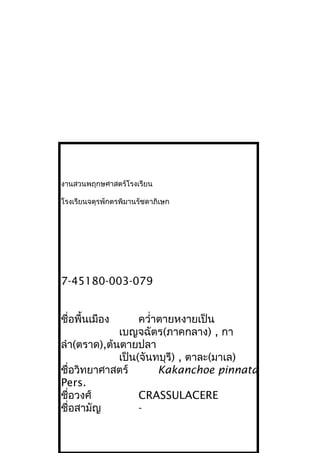 งานสวนพฤกษศาสตร์โรงเรียน
โรงเรียนจตุรพักตรพิมานรัชดาภิเษก
7-45180-003-079
ชื่อพื้นเมือง ควำ่าตายหงายเป็น
เบญจฉัตร(ภาคกลาง) , กา
ลำา(ตราด),ต้นตายปลา
เป็น(จันทบุรี) , ตาละ(มาเล)
ชื่อวิทยาศาสตร์ Kakanchoe pinnata
Pers.
ชื่อวงศ์ CRASSULACERE
ชื่อสามัญ -
 