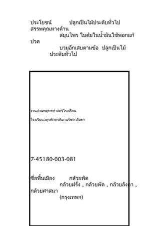 ประโยชน์ ปลูกเป็นไม้ประดับทั่วไป
สรรพคุณทางด้าน
สมุนไพร ใบต้มในนำ้ามันใช้พอกแก้
ปวด
บวมอักเสบตามข้อ ปลูกเป็นไม้
ประดับทั่วไป
งานสวนพฤกษศาสตร์โรงเรียน
โรงเรียนจตุรพักตรพิมานรัชดาภิเษก
7-45180-003-081
ชื่อพื้นเมือง กล้วยพัด
กล้วยฝรั่ง , กล้วยพัด , กล้วยลังกา ,
กล้วยศาสนา
(กรุงเทพฯ)
 