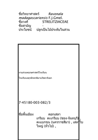 ชื่อวิทยาศาสตร์ Ravenala
madagascariensis F.J.Gmel.
ชื่อวงศ์ STRELITZIACEAE
ชื่อสามัญ -
ประโยชน์ ปลูกเป็นไม้ประดับในสวน
งานสวนพฤกษศาสตร์โรงเรียน
โรงเรียนจตุรพักตรพิมานรัชดาภิเษก
7-45180-003-082/3
ชื่อพื้นเมือง ดอกเสลา
เกรียบ ตะเกรียบ (ซอง-จันทบุรี) ,
ตะแบกขน (นครราชสีมา) , เสลาใบ
ใหญ่ (ทั่วไป) ,
 