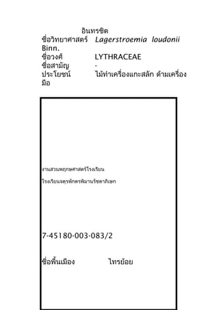 อินทรชิต
ชื่อวิทยาศาสตร์ Lagerstroemia loudonii
Binn.
ชื่อวงศ์ LYTHRACEAE
ชื่อสามัญ -
ประโยชน์ ไม้ทำาเครื่องแกะสลัก ด้ามเครื่อง
มือ
งานสวนพฤกษศาสตร์โรงเรียน
โรงเรียนจตุรพักตรพิมานรัชดาภิเษก
7-45180-003-083/2
ชื่อพื้นเมือง ไทรย้อย
 