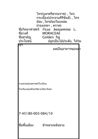 ไทร(นครศรีธรรมราช) , ไทร
กระเบื้อง(ประจวบคีรีขันธ์) , ไทร
ย้อย ,ไทรย้อยใบแหลม
(กรุงเทพฯ , ตราด)
ชื่อวิทยาศาสตร์ Ficus benjamina L.
ชื่อวงศ์ MORACEAE
ชื่อสามัญ Golden fig
ประโยชน์ ปลูกเป็นไม้ประดับ ให้ร่ม
เงา
ผลเป็นอาหารของนก
งานสวนพฤกษศาสตร์โรงเรียน
โรงเรียนจตุรพักตรพิมานรัชดาภิเษก
7-45180-003-084/10
ชื่อพื้นเมือง ข้าหลวงหลังลาย
 