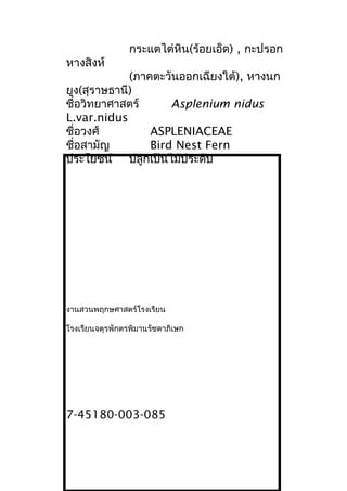 กระแตไต่หิน(ร้อยเอ็ด) , กะปรอก
หางสิงห์
(ภาคตะวันออกเฉียงใต้), หางนก
ยูง(สุราษธานี)
ชื่อวิทยาศาสตร์ Asplenium nidus
L.var.nidus
ชื่อวงศ์ ASPLENIACEAE
ชื่อสามัญ Bird Nest Fern
ประโยชน์ ปลูกเป็นไม้ประดับ
งานสวนพฤกษศาสตร์โรงเรียน
โรงเรียนจตุรพักตรพิมานรัชดาภิเษก
7-45180-003-085
 