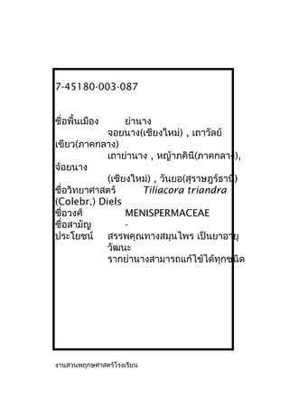 7-45180-003-087
ชื่อพื้นเมือง ย่านาง
จอยนาง(เชียงใหม่) , เถาวัลย์
เขียว(ภาคกลาง)
เถาย่านาง , หญ้าภคินี(ภาคกลาง),
จ้อยนาง
(เชียงใหม่) , วันยอ(สุราษฎร์ธานี)
ชื่อวิทยาศาสตร์ Tiliacora triandra
(Colebr.) Diels
ชื่อวงศ์ MENISPERMACEAE
ชื่อสามัญ -
ประโยชน์ สรรพคุณทางสมุนไพร เป็นยาอายุ
วัฒนะ
รากย่านางสามารถแก้ไข้ได้ทุกชนิด
งานสวนพฤกษศาสตร์โรงเรียน
 