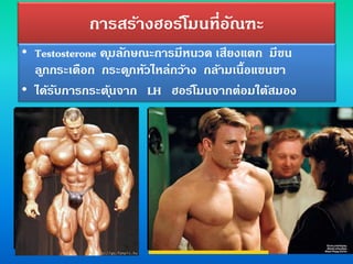 การสร้างฮอร์โมนที่อัณฑะ
• Testosterone คุมลักษณะการมีหนวด เสียงแตก มีขน
ลูกกระเดือก กระดูกหัวไหล่กว้าง กล้ามเนื้อแขนขา
• ได้รับการกระตุ้นจาก LH ฮอร์โมนจากต่อมใต้สมอง
 