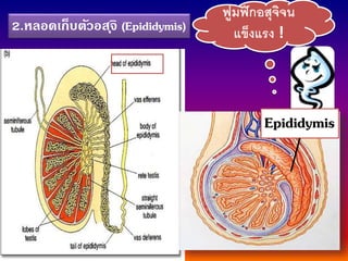 2.หลอดเก็บตัวอสุจิ (Epididymis)
ฟูมฟักอสุจิจน
แข็งแรง !
Epididymis
 