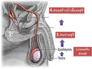 3.ท่อนาอสุจิ
4.ต่อมสร้างน้าเลี้ยงอสุจิ
2.หลอดเก็บ
ตัวอสุจิ
 