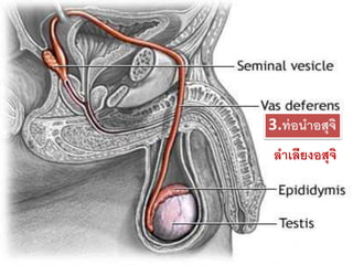3.ท่อนาอสุจิ
ลาเลียงอสุจิ
 