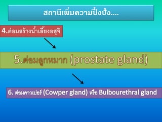 สถานีเพิ่มความปึ๋ งปั๋ง....
4.ต่อมสร้างน้าเลี้ยงอสุจิ
 