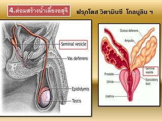 4.ต่อมสร้างน้าเลี้ยงอสุจิ ฟรุกโตส วิตามินซี โกลบูลิน ฯ
 