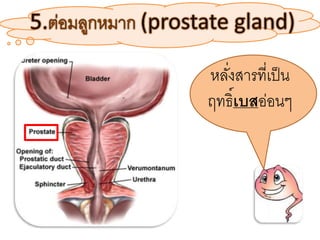 หลั่งสารที่เป็น
ฤทธิ์เบสอ่อนๆ
 