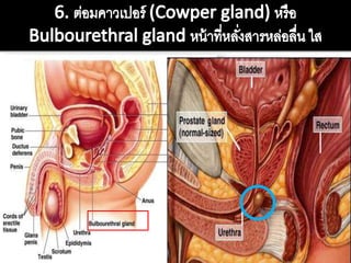 ระบบสืบพันธุ์เพศชาย