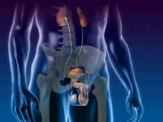 ระบบสืบพันธุ์เพศชาย