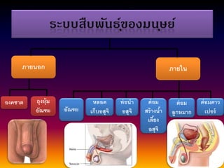 ภายนอก ภายใน
องคชาต ถุงหุ้ม
อัณฑะ อัณฑะ
หลอด
เก็บอสุจิ
ท่อนา
อสุจิ
ต่อม
สร้างน้า
เลี้ยง
อสุจิ
ต่อม
ลูกหมาก
ต่อมคาว
เปอร์
 