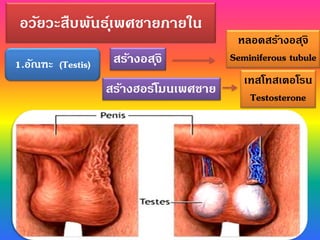 อวัยวะสืบพันธุ์เพศชายภายใน
1.อัณฑะ (Testis) สร้างอสุจิ
สร้างฮอร์โมนเพศชาย
หลอดสร้างอสุจิ
Seminiferous tubule
เทสโทสเตอโรน
Testosterone
 