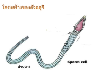ส่วนหาง
 