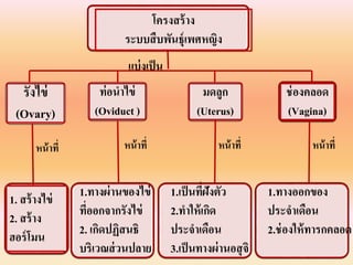 โครงสร้ำง
ระบบสืบพันธุ์เพศหญิง
รังไข่
(Ovary)
ท่อนำไข่
(Oviduct )
มดลูก
(Uterus)
1. สร้ำงไข่
2. สร้ำง
ฮอร์โมน
1.ทำงผ่ำนของไข่
ที่ออกจำกรังไข่
2. เกิดปฏิสนธิ
บริเวณส่วนปลำย
แบ่งเป็น
หน้ำที่
ช่องคลอด
(Vagina)
1.เป็นที่ฝังตัว
2.ทำให้เกิด
ประจำเดือน
3.เป็นทำงผ่ำนอสุจิ
1.ทำงออกของ
ประจำเดือน
2.ช่องให้ทำรกคลอด
หน้ำที่ หน้ำที่ หน้ำที่
 