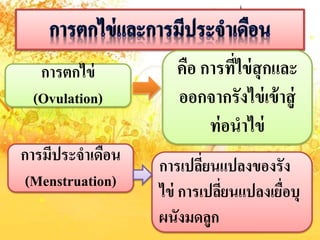 กำรตกไข่
(Ovulation)
กำรมีประจำเดือน
(Menstruation)
คือ กำรที่ไข่สุกและ
ออกจำกรังไข่เข้ำสู่
ท่อนำไข่
กำรเปลี่ยนแปลงของรัง
ไข่ กำรเปลี่ยนแปลงเยื่อบุ
ผนังมดลูก
 