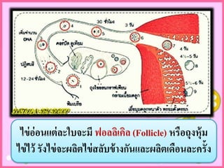 ไข่อ่อนแต่ละใบจะมี ฟอลลิเคิล (Follicle) หรือถุงหุ้ม
ไข่ไว้ รังไข่จะผลิตไข่สลับข้ำงกันและผลิตเดือนละครั้ง
 