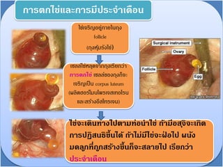 ไข่เจริญอยู่ภายในถุง
follicle
(ถุงหุ้มรังไข่)
เซลล์ไข่หลุดจากถุงเรียกว่า
กำรตกไข่ เซลล์ของถุงก็จะ
เจริญเป็น corpus luteum
(ผลิตฮอร์โมนโพรเจสเทอโรน
และสร้างอีสโทรเจน)
ไข่จะเดินทำงไปตำมท่อนำไข่ ถ้ำมีอสุจิจะเกิด
กำรปฏิสนธิขึ้นได้ ถ้ำไม่มีไข่จะฝ่ อไป ผนัง
มดลูกที่ถูกสร้ำงขึ้นก็จะสลำยไป เรียกว่ำ
ประจำเดือน
กำรตกไข่และกำรมีประจำเดือน
 