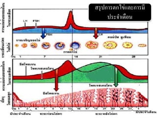 สรุปการตกไข่และการมี
ประจาเดือน
 