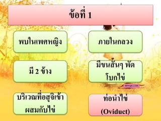 ข้อที่ 1
พบในเพศหญิง
มี 2 ข้ำง
ภำยในกลวง
มีขนสั้นๆ พัด
โบกไข่
บริเวณที่อสุจิเข้ำ
ผสมกับไข่
ท่อนำไข่
(Oviduct)
 