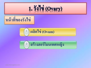 www.themegallery.com
หน้ำที่ของรังไข่
สร้ำงฮอร์โมนเพศหญิง2
ผลิตไข่ (Ovum)1
 