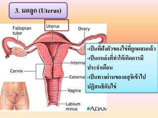 3. มดลูก (Uterus)
-เป็นที่ฝังตัวของไข่ที่ถูกผสมแล้ว
-เป็นแหล่งที่ทำให้เกิดกำรมี
ประจำเดือน
-เป็นทำงผ่ำนของอสุจิเข้ำไป
ปฏิสนธิกับไข่
 