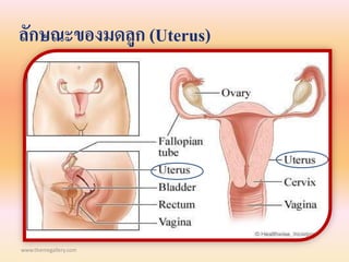 www.themegallery.com
ลักษณะของมดลูก (Uterus)
 