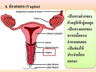 4. ช่องคลอด (Vagina)
-เป็นทำงผ่ำนของ
ตัวอสุจิเข้ำสู่มดลูก
-เป็นทำงออกของ
ทำรกเมื่อครบ
กำหนดคลอด
-เป็นช่องให้
ประจำเดือน
ออกมำ
 