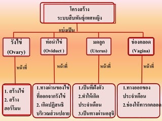 โครงสร้ำง
ระบบสืบพันธุ์เพศหญิง
รังไข่
(Ovary)
ท่อนำไข่
(Oviduct )
มดลูก
(Uterus)
1. สร้ำงไข่
2. สร้ำง
ฮอร์โมน
1.ทำงผ่ำนของไข่
ที่ออกจำกรังไข่
2. เกิดปฏิสนธิ
บริเวณส่วนปลำย
แบ่งเป็น
หน้ำที่
ช่องคลอด
(Vagina)
1.เป็นที่ฝังตัว
2.ทำให้เกิด
ประจำเดือน
3.เป็นทำงผ่ำนอสุจิ
1.ทำงออกของ
ประจำเดือน
2.ช่องให้ทำรกคลอด
หน้ำที่ หน้ำที่ หน้ำที่
 