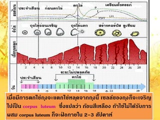 เมื่อมีกำรตกไข่ถุงจะแตกไข่หลุดจำกถุงนี้ เซลล์ของถุงก็จะเจริญ
ไปเป็ น corpus luteum ซึ่งแปลว่ำ ก้อนสีเหลือง ถ้ำไข่ไม่ได้รับกำร
ผสม corpus luteum ก็จะฝ่ อภำยใน 2-3 สัปดำห์
 