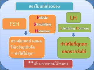 FSH
กระตุ้นเซลล์ follicle
ให้เจริญเติบโต
***ทำให้ไข่สุก***
LH
ฮอร์โมนที่เกี่ยวข้อง
L H
ทาให้ไข่ที่สุกตก
ออกจากรังไข่
**สร้างจากต่อมใต้สมอง
 