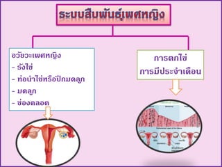 อวัยวะเพศหญิง
- รังไข่
- ท่อนำไข่หรือปี กมดลูก
- มดลูก
- ช่องคลอด
กำรตกไข่
กำรมีประจำเดือน
 