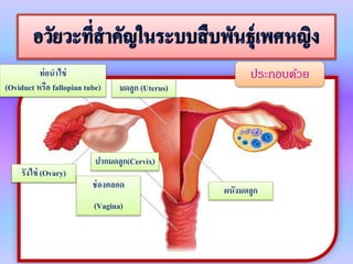 www.themegallery.com
ท่อนำไข่
(Oviduct หรือ fallopian tube)
รังไข่ (Ovary)
ช่องคลอด
(Vagina)
มดลูก (Uterus)
ปำกมดลูก(Cervix)
ผนังมดลูก
ประกอบด้วย
 