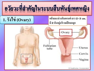 1. รังไข่ (Ovary) คล้ำยมะม่วงหิมพำนต์ ยำว 2-3 cm.
มี 2 อันอยู่บริเวณปีกมดลูก
 