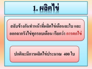 สลับข้ำงกันทำหน้ำที่ผลิตไข่เดือนละใบ และ
ออกจำกรังไข่ทุกรอบเดือน เรียกว่ำ กำรตกไข่
ปกติจะมีกำรผลิตไข่ประมำณ 400 ใบ
 