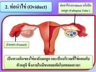 2. ท่อนำไข่ (Oviduct) ท่อนำไข่ (Oviduct) หรือปีก
มดลูก (Fallopian Tube )
ปำกแตร (Funnel)
เป็นทำงเดินของไข่มำยังมดลูก และเป็นบริเวณที่ไข่ผสมกับ
ตัวอสุจิ ซึ่งภำยในมีขนคอยพัดโบกตลอดเวลำ
 