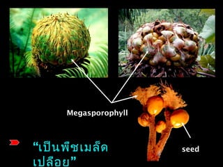 Megasporophyll
seed“เป็นพืชเมล็ด
”เปลือย
 