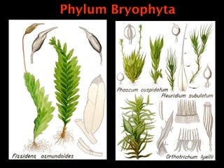 Phylum Bryophyta
 