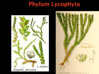 Phylum Lycophyta
 
